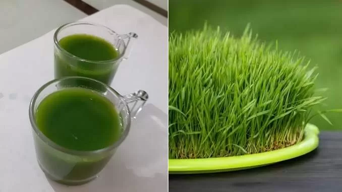 health benefits of fresh wheatgrass juice, wheatgrass juice recipes, wheatgrass juice kaise banaye, गेहूं के जवारों का रस