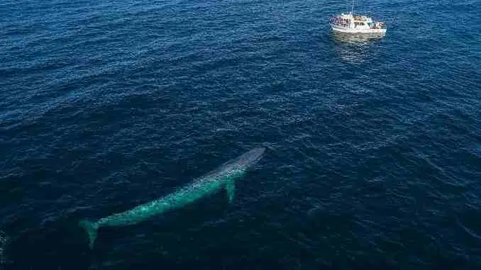 largest animal blue whale, blue whale length, blue whale size, blue whale weight, blue whale sound, sabse bada janwar