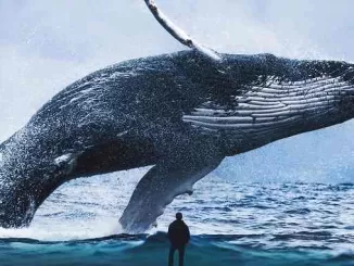 largest animal blue whale, blue whale length, blue whale size, blue whale weight, blue whale sound, sabse bada janwar