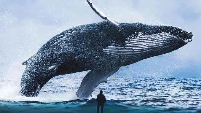 Largest Animal Blue Whale : सबसे बड़ा जानवर ब्लू व्हेल - रोचक तथ्य