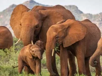largest mammal animal on land, 10 interesting facts about elephant, hathi ke bare me jankari