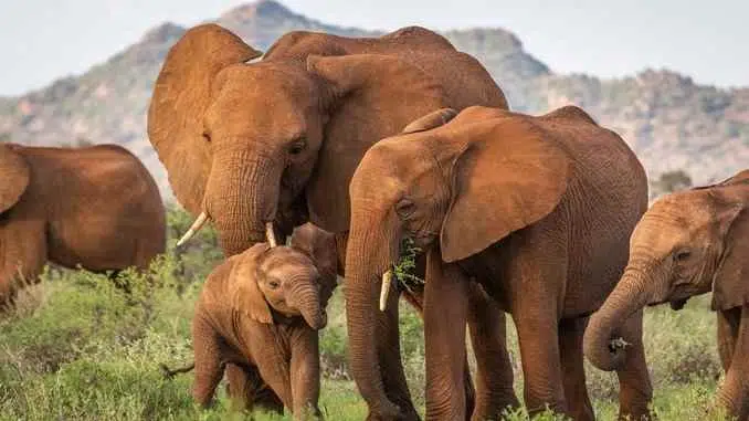 largest mammal animal on land, 10 interesting facts about elephant, hathi ke bare me jankari