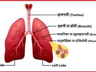 human lungs facts, respiratory lungs diseases causes, lungs diagram, मानव फेफड़े, फेफड़ों के रोग, respiratory disease symptoms