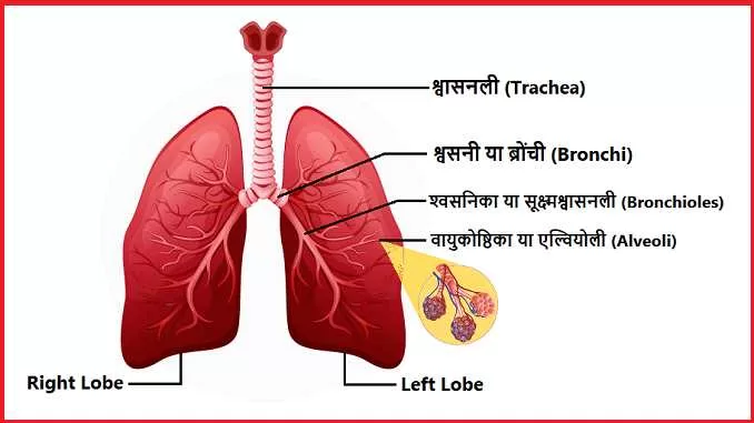 human lungs facts, respiratory lungs diseases causes, lungs diagram, मानव फेफड़े, फेफड़ों के रोग, respiratory disease symptoms
