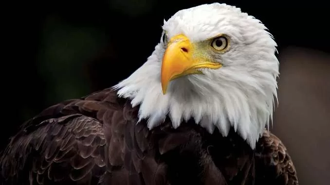 chil bird, kite eagle hawk vulture difference, eagle eye vision, चील या ईगल (Eagle)