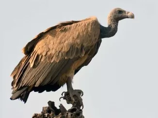 indian vulture facts habitat iucn status information giddh pakshi, गिद्ध