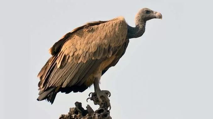 indian vulture facts habitat iucn status information giddh pakshi, गिद्ध