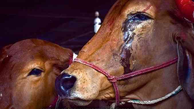 cow, cruelty to animals dairy industry farming, shakahar aur mansahar, cow in india, cruelty to cow for milk